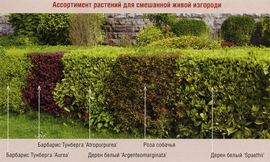 Живая изгородь - питомник растений в Беларуси (нам уже более 10 лет)
