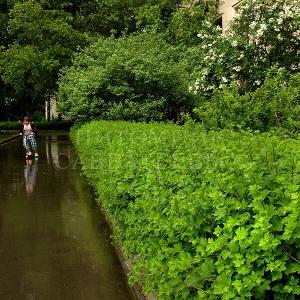 Смородина альпийская "Шмидт" в озеленении ВДНХ. Фото: Натальи Мельниковой