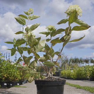 Гортензия древовидная (Hydrangea arborescens) (сорта саженцев)