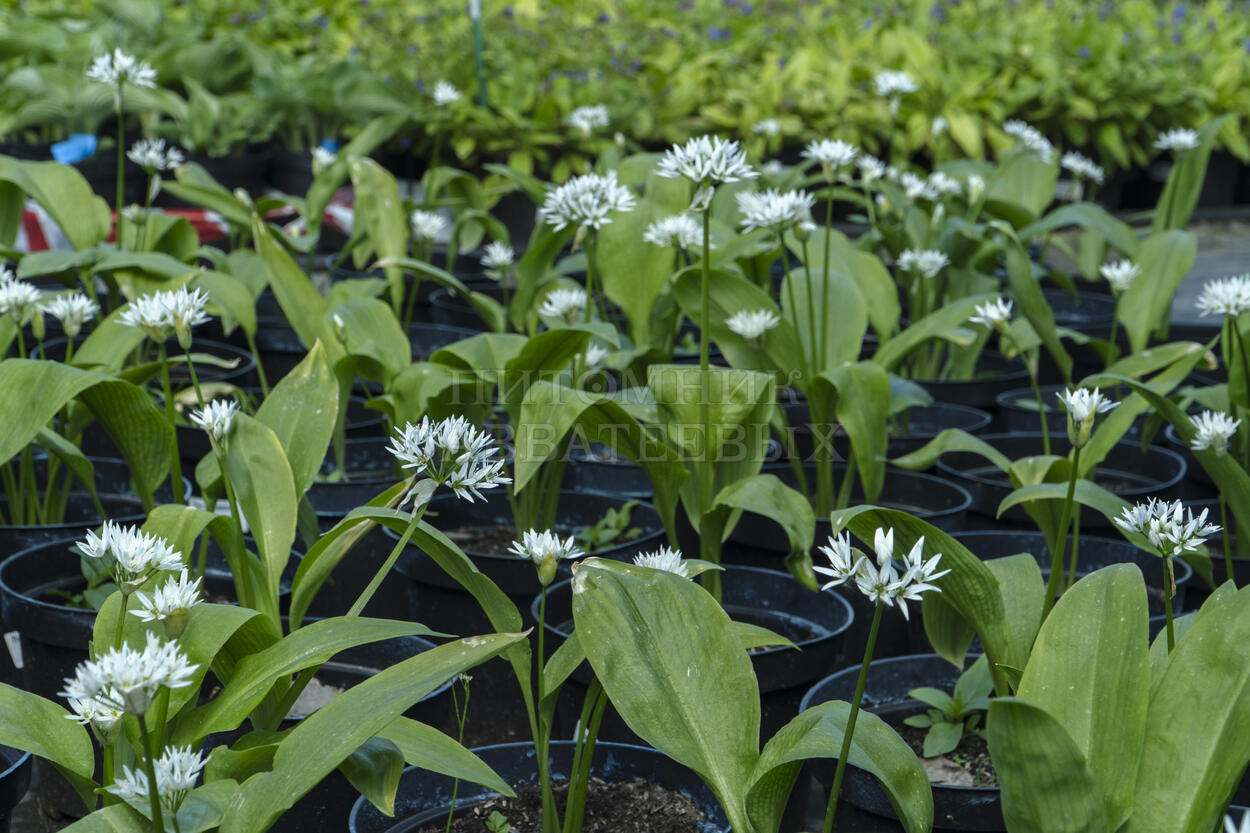 Лук медвежий 🌿 по цене от 450 ₽ купить саженцы в питомнике растений с  доставкой в Москве, Туле, Белгороде